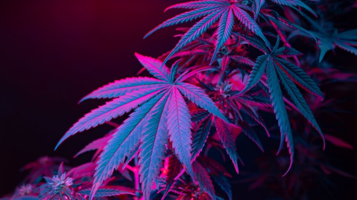 weed only darknet market