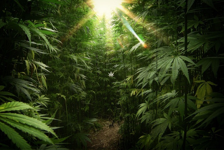 weed only darknet market