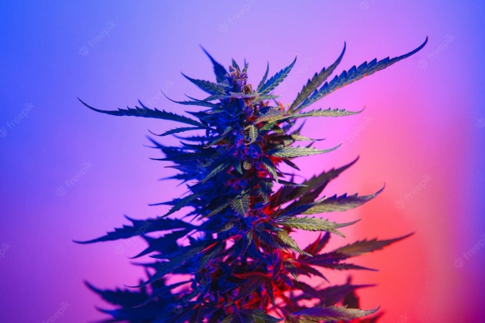 weed darknet market