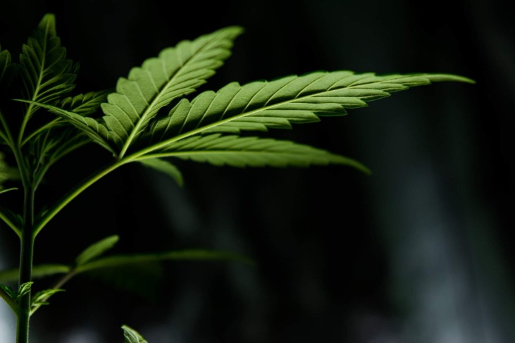 weed darknet market