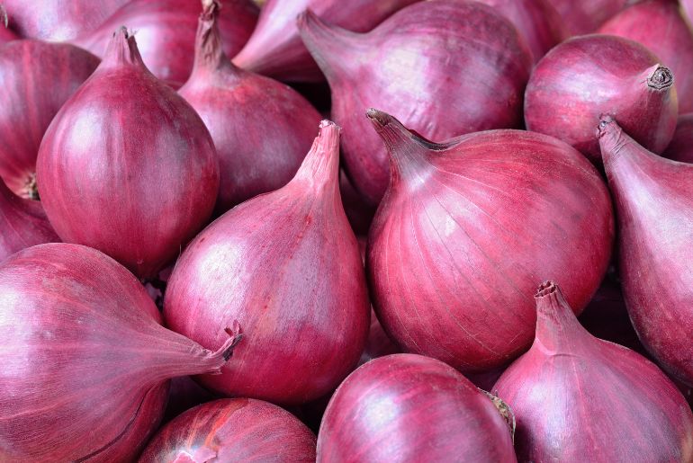 the onion directory