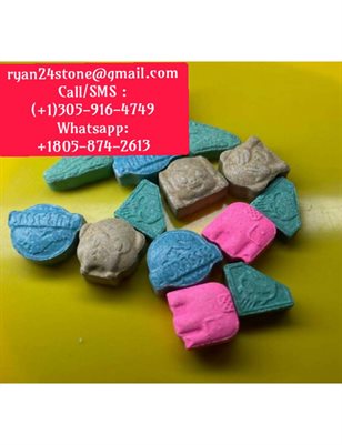where can i buy molly